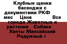 Клубные щенки басенджи с документами РКФ - 2,5 мес. › Цена ­ 20 000 - Все города Животные и растения » Собаки   . Ханты-Мансийский,Радужный г.